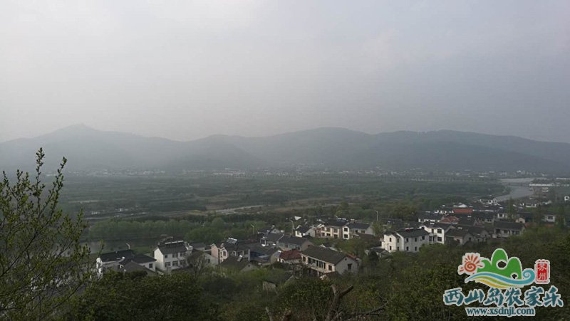 碧螺春茶园10多亩
