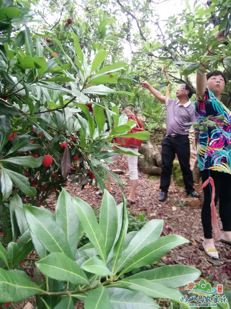 苏州西山采摘,水果不断欢乐常在