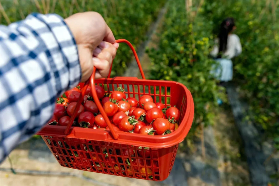 苏州西山圣女果(小番茄)采摘